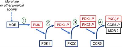 Bidirectional Regulation of Opioid and Chemokine Function